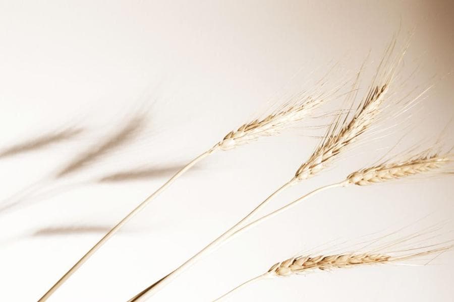 Azelaic acid, explained