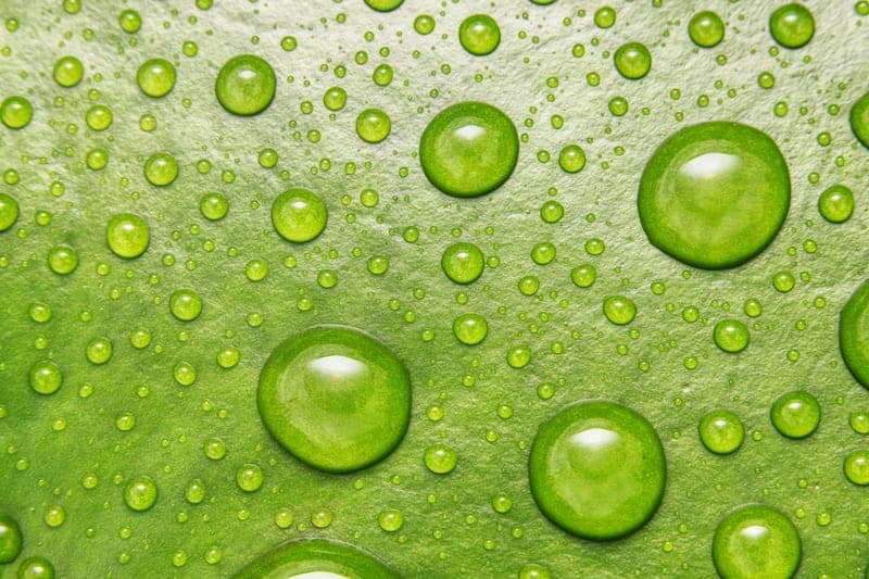 Hyaluronic acid, explained